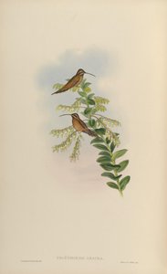 Phaëthornis amaura = Phaethornis striigularis striigularis de John Gould